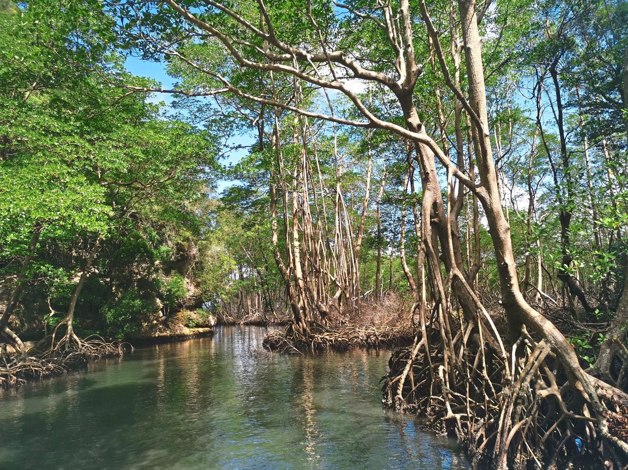 Mangrove Forests