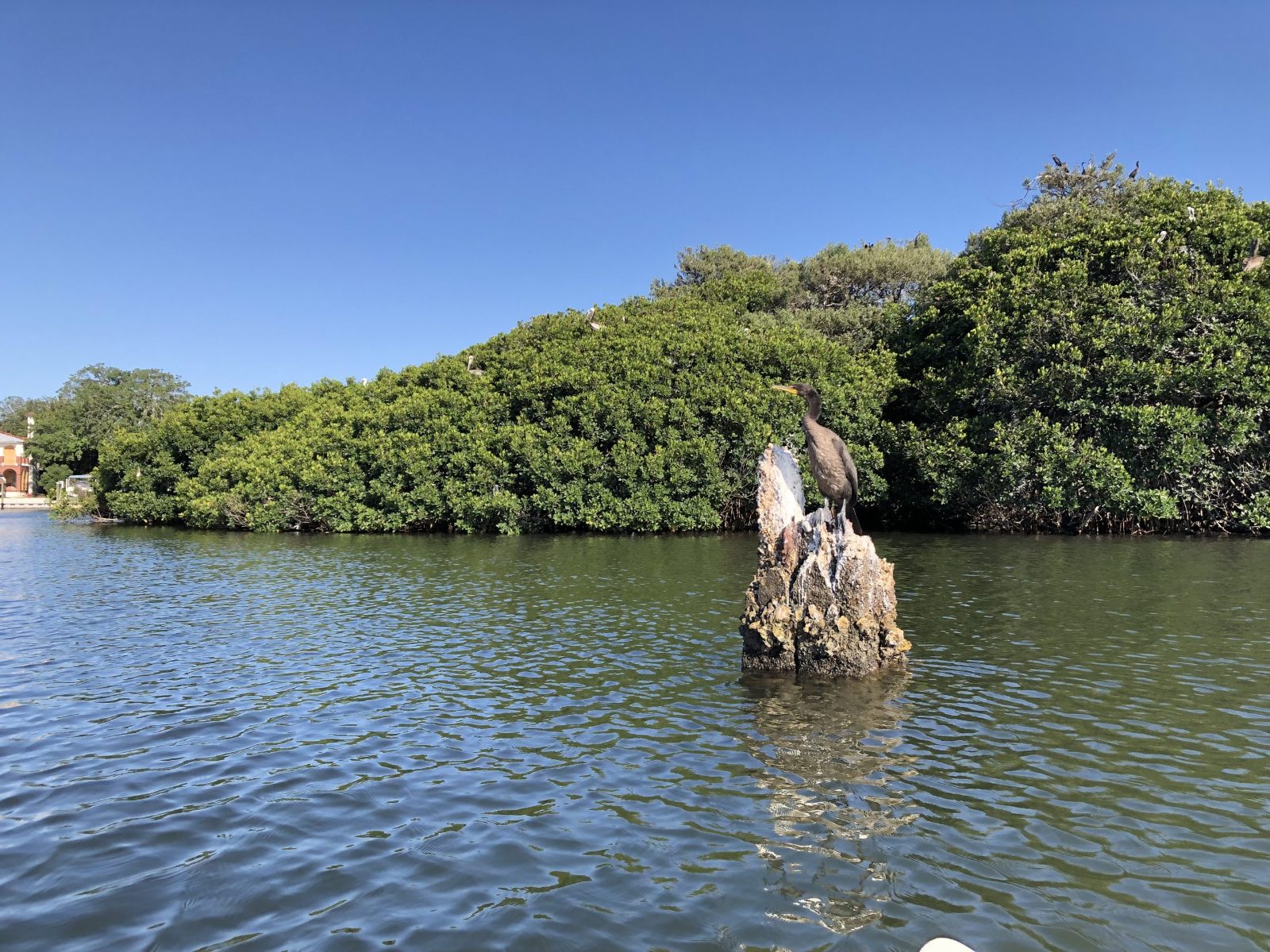 Bird Island