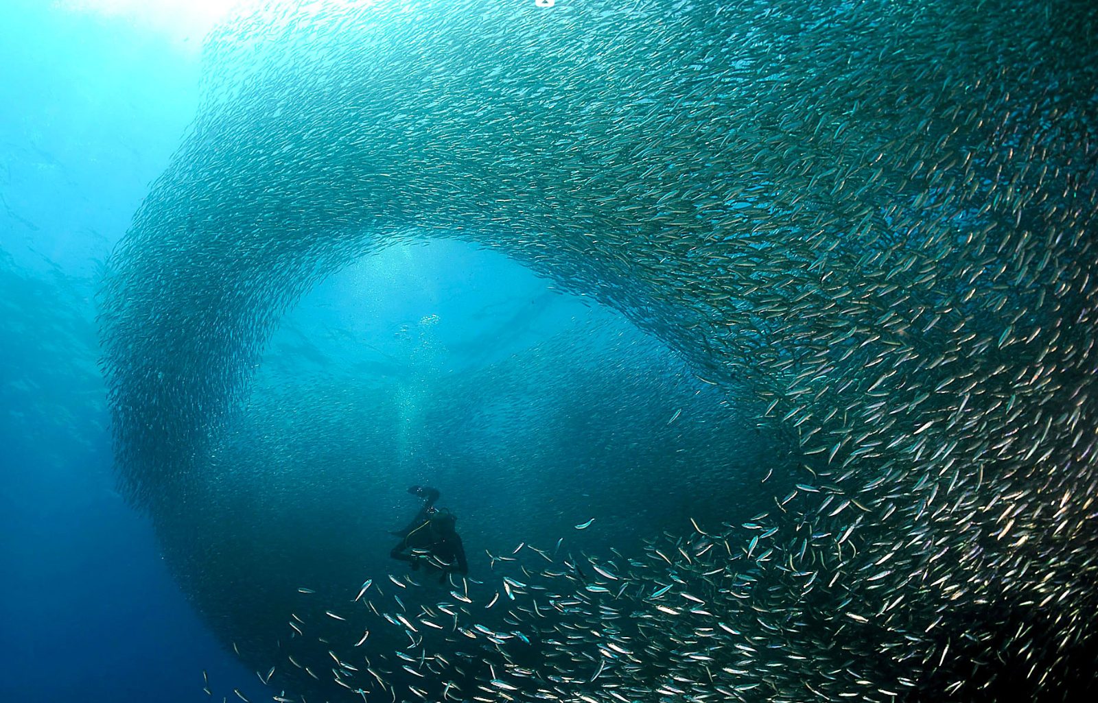 Oslob Whale Shark and Sardine Run