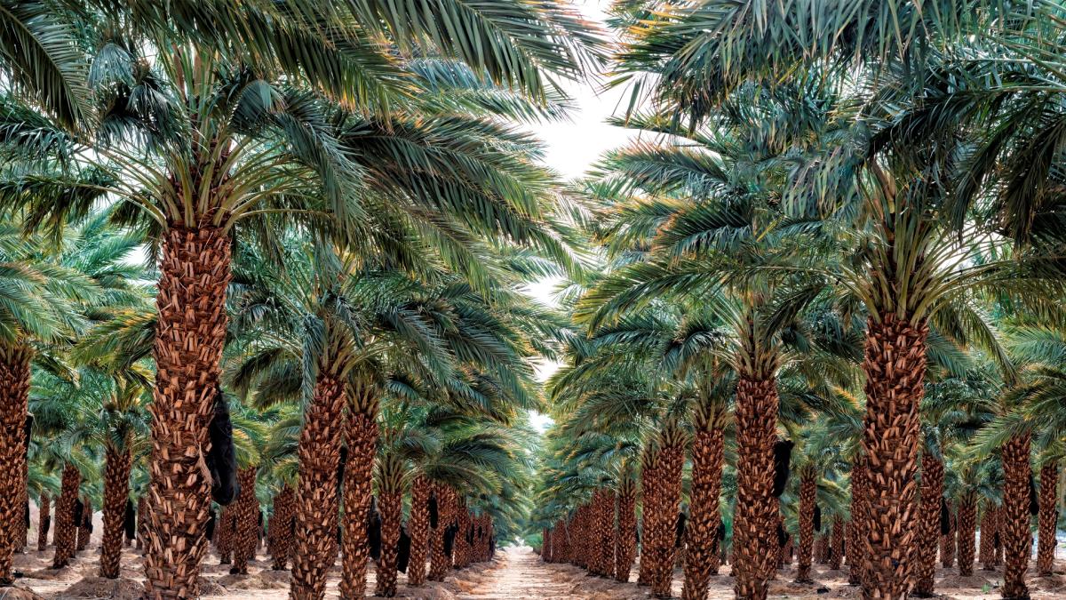 Date Palm Grove