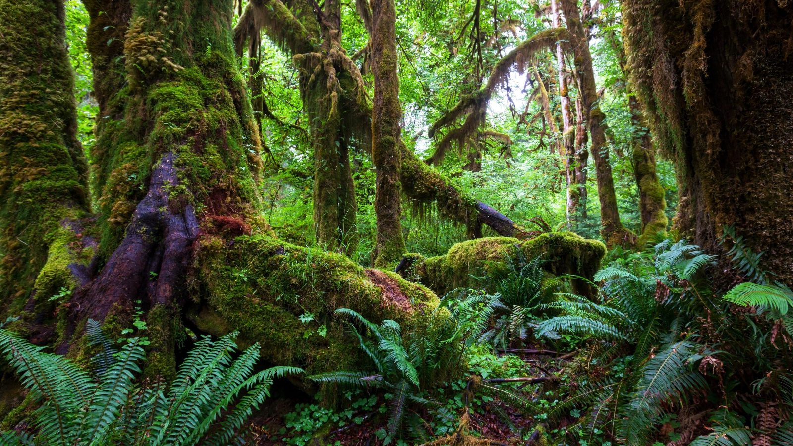 Jungle Hike