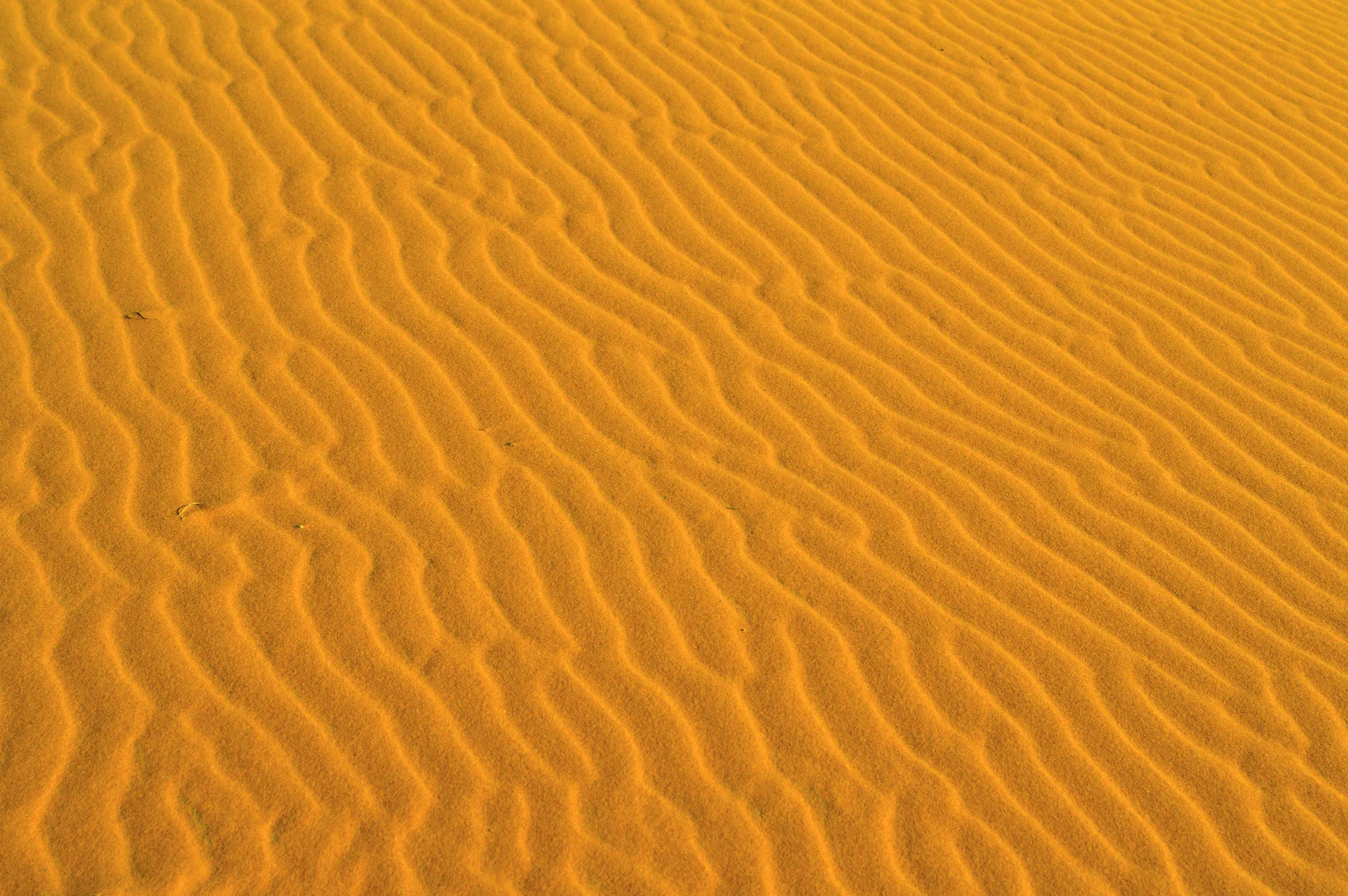Wind-Carved Ripples