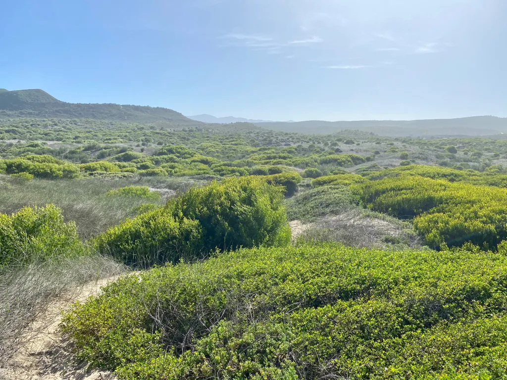 The Fynbos Perimeter