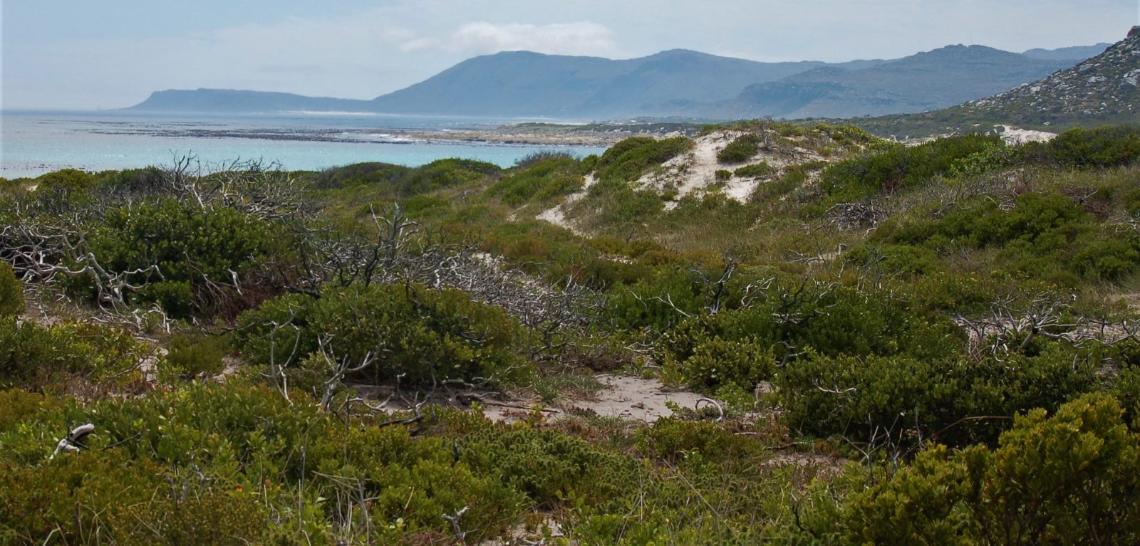 Cape Flats Dune Strandveld