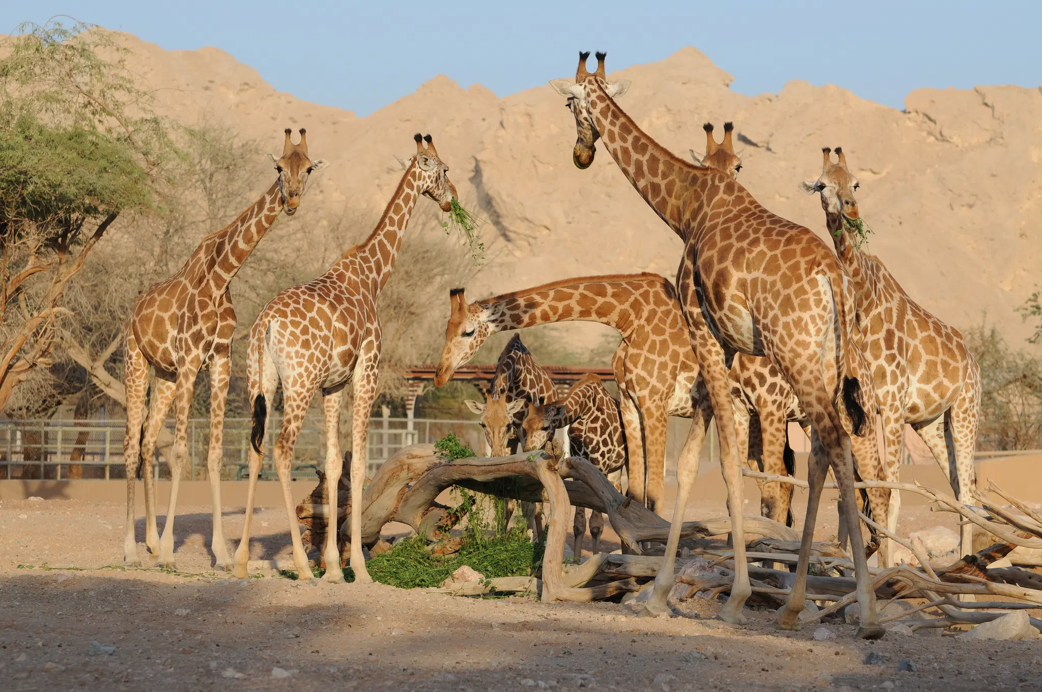Al Ain Zoo