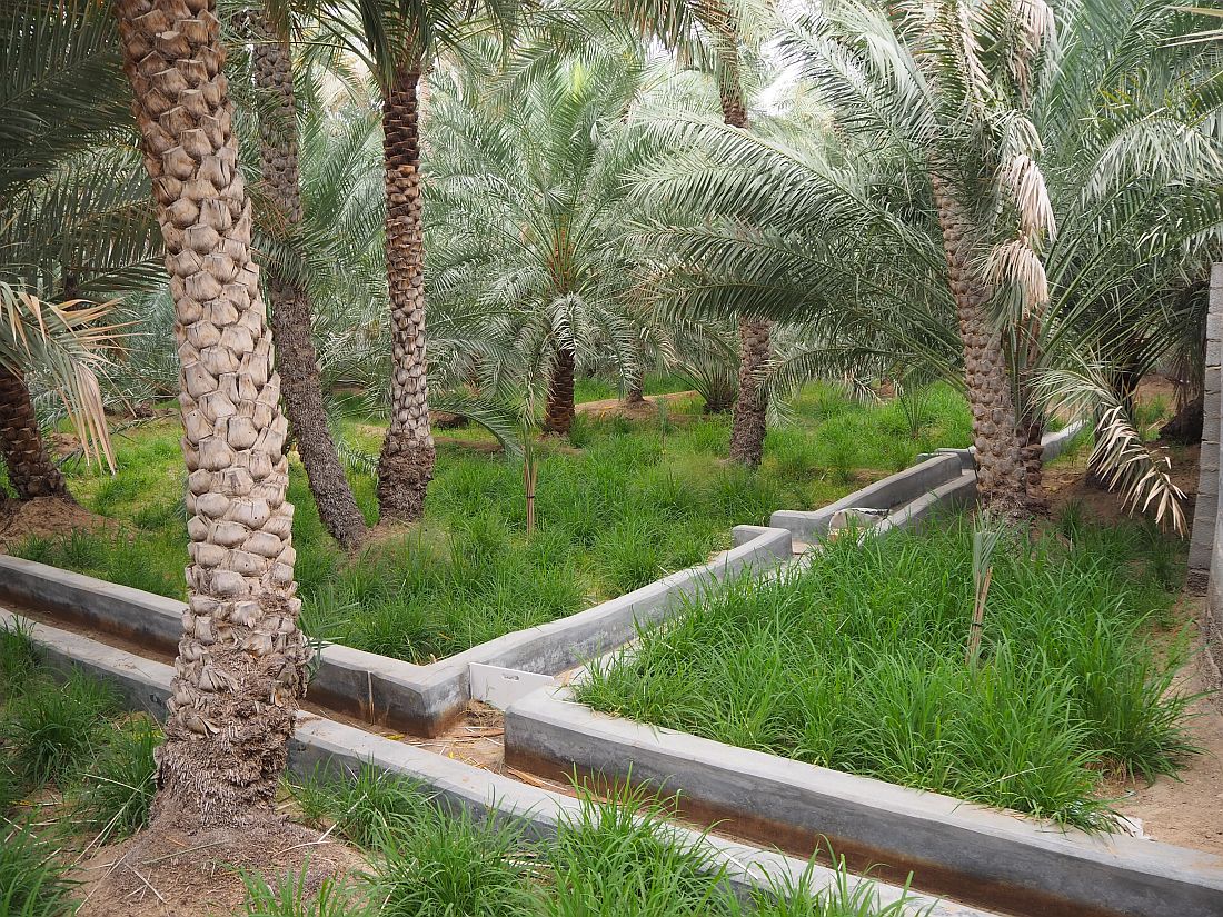 Al Ain Oasis