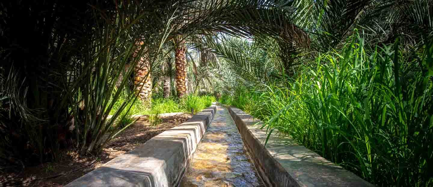 Al Ain Oasis Tour From Abu Dhabi