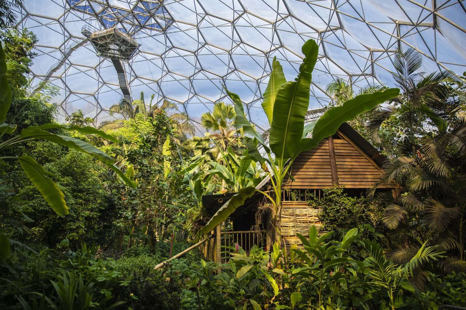Rainforest Biome