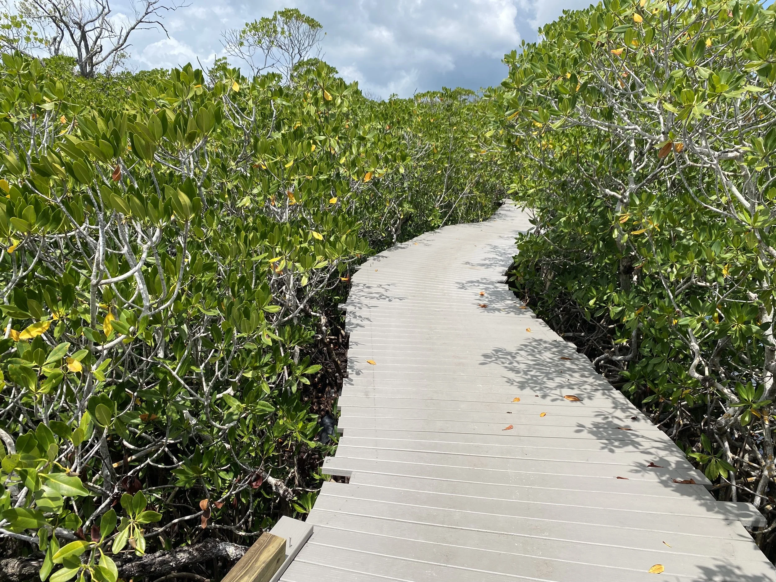 Mangrove Trail