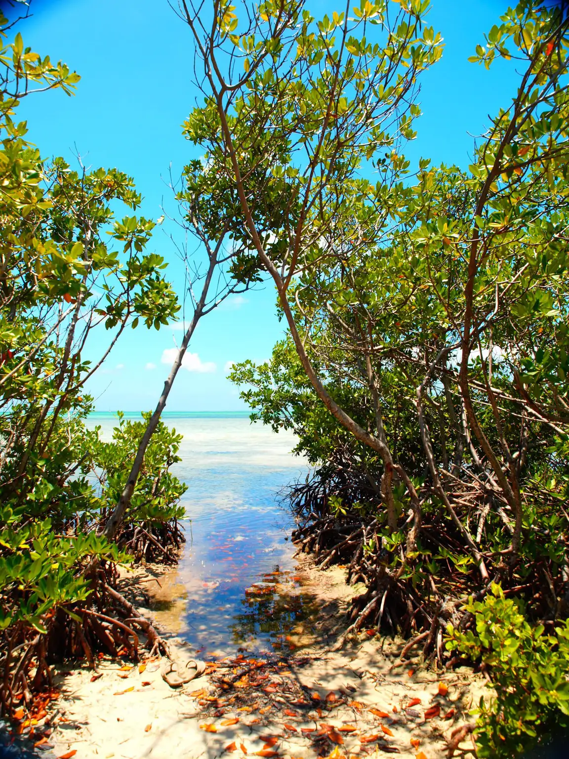 Mangrove Forest Edge