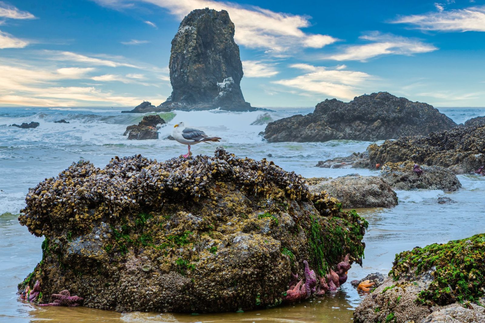 Cannon Beach