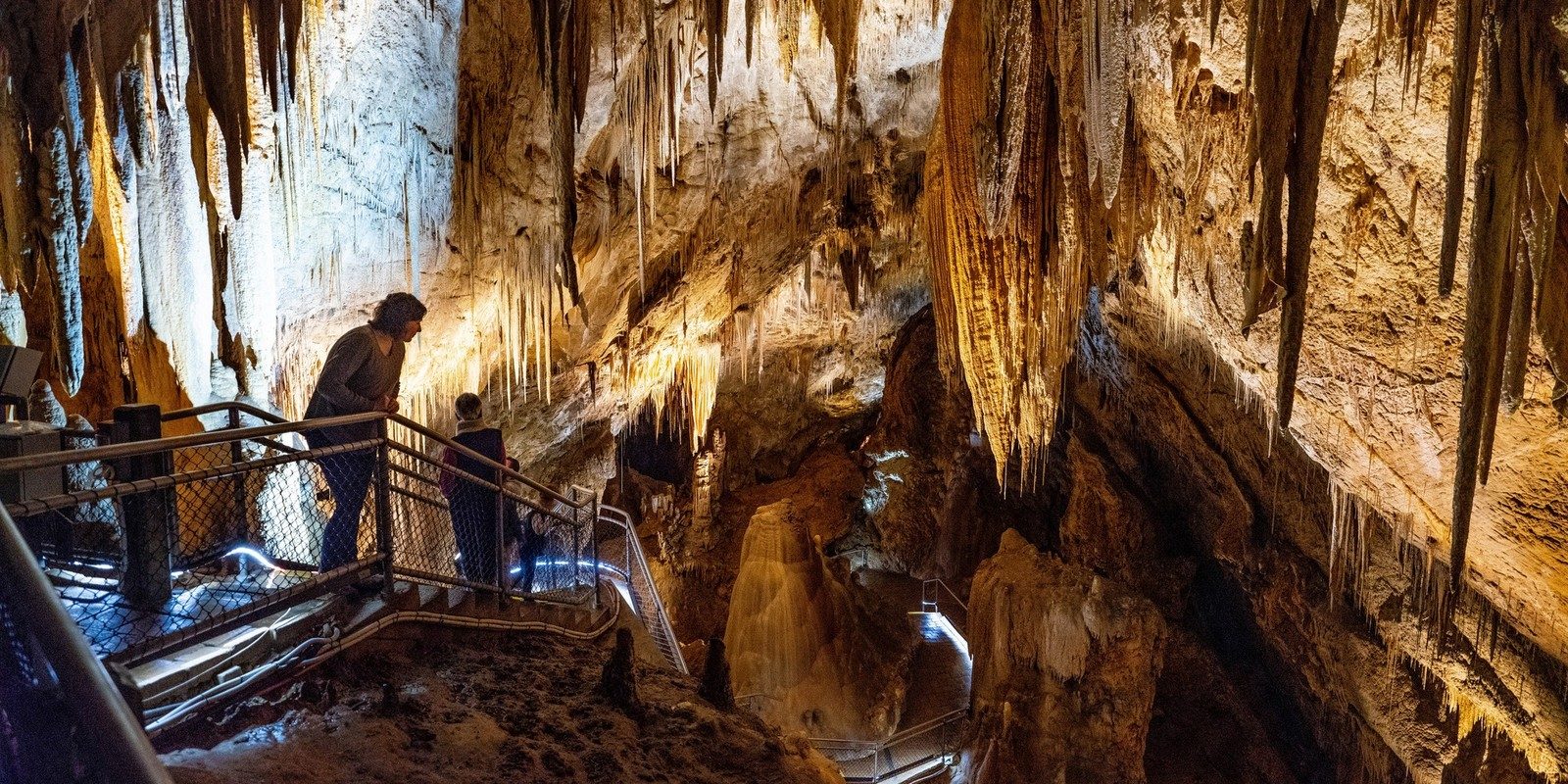 Tahune Airwalk and Hastings Cave Tour