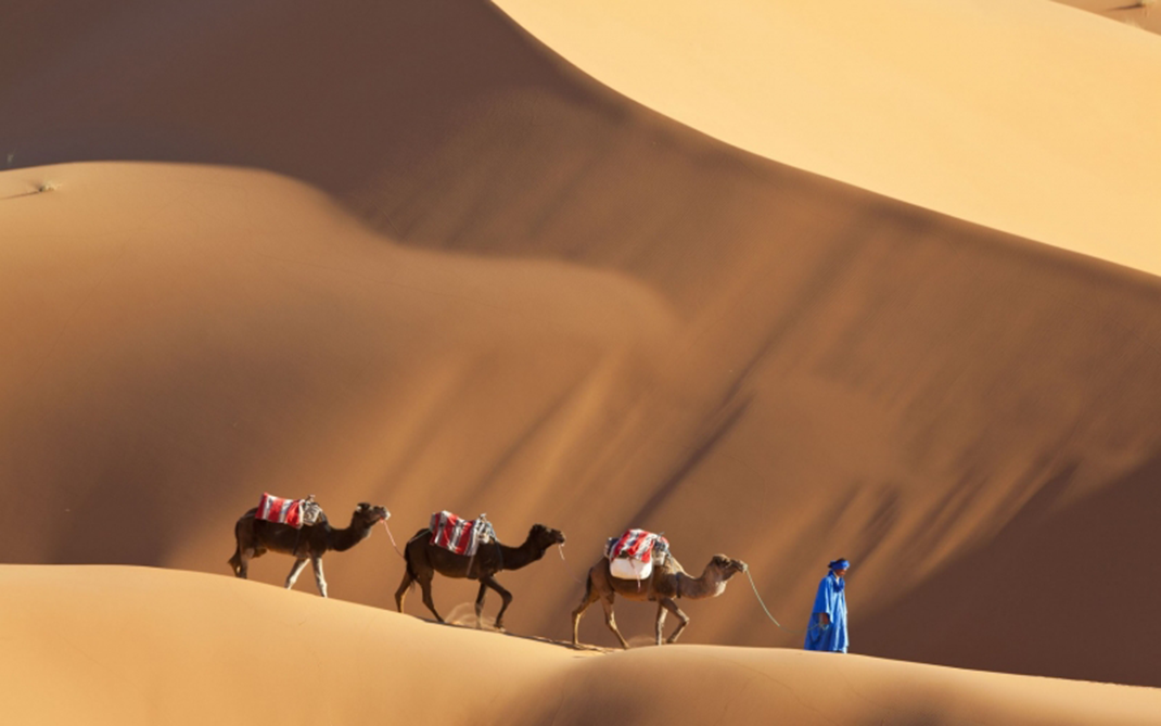 M'Hamid Oasis