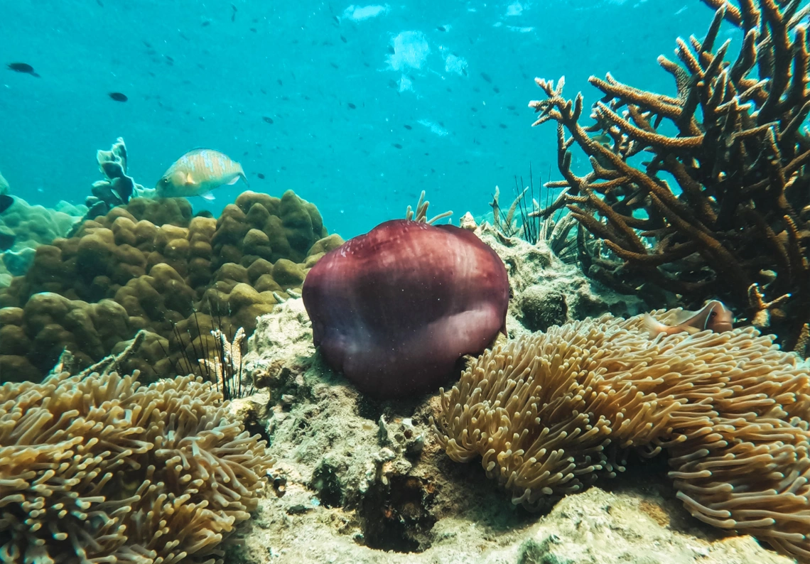 Koh Kood Coral Reefs