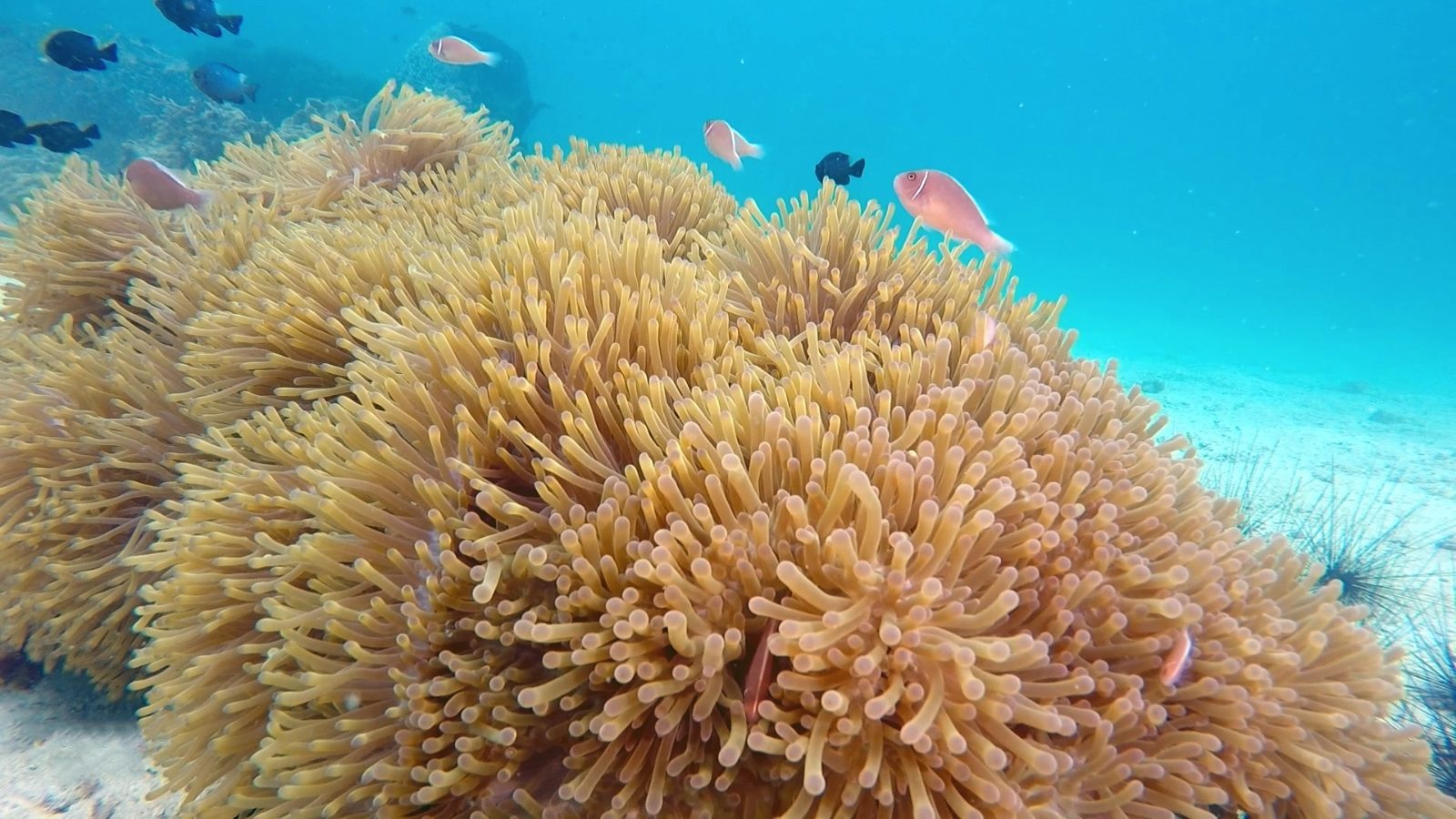 Coral Garden Corridor