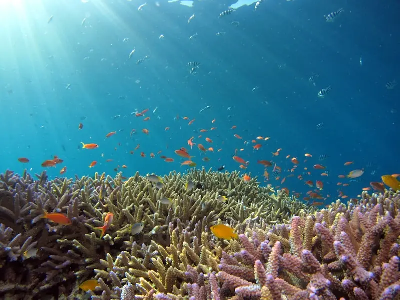 Koh Rang Shallow Reef