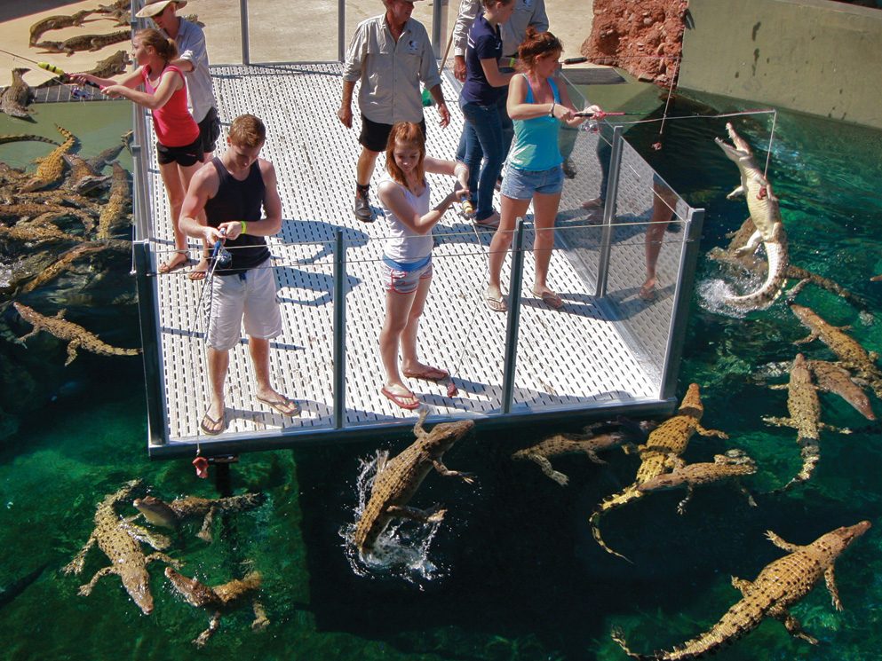 Reptile Enclosure