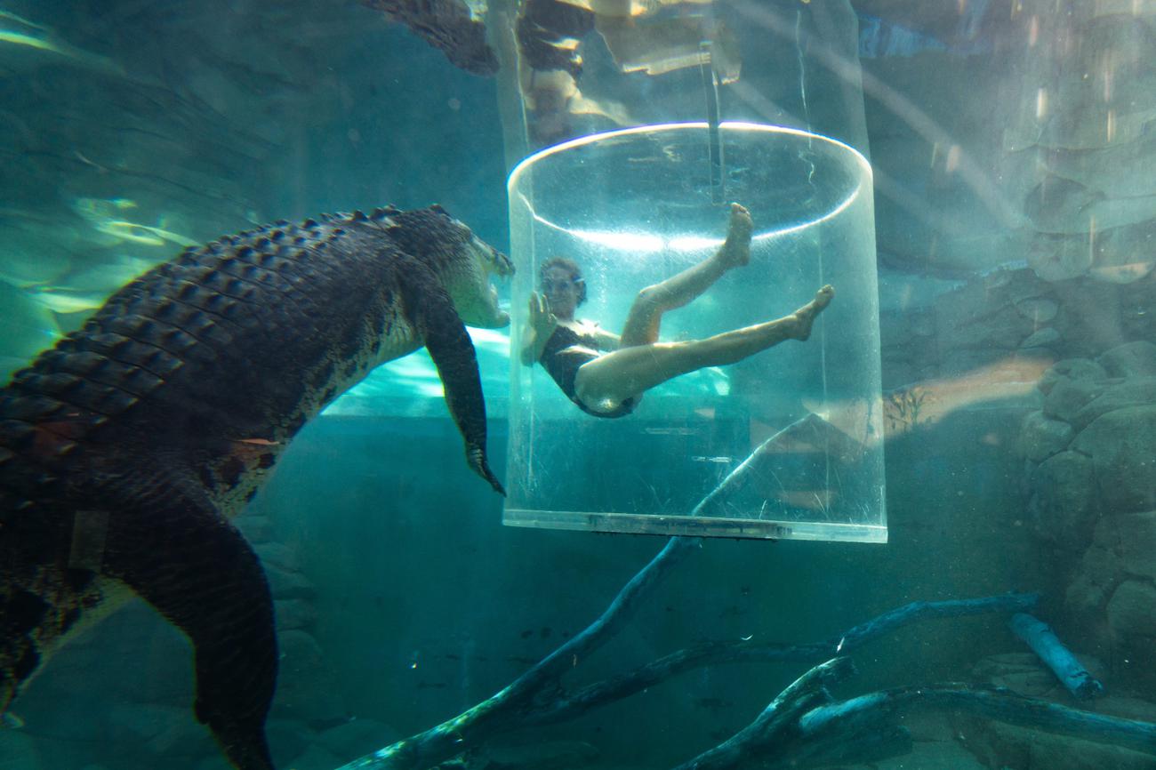 Croc Pool
