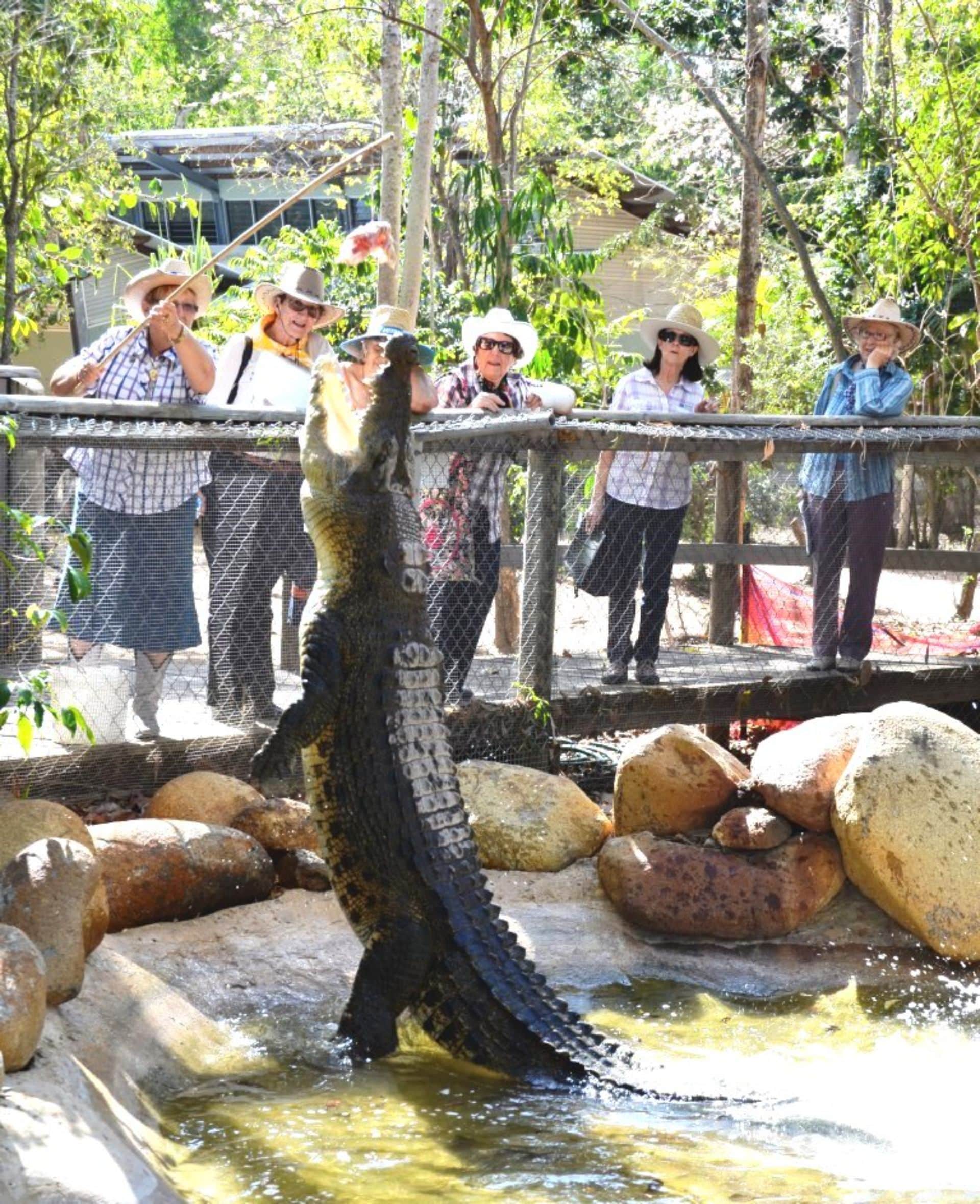 Crocodile Billabong