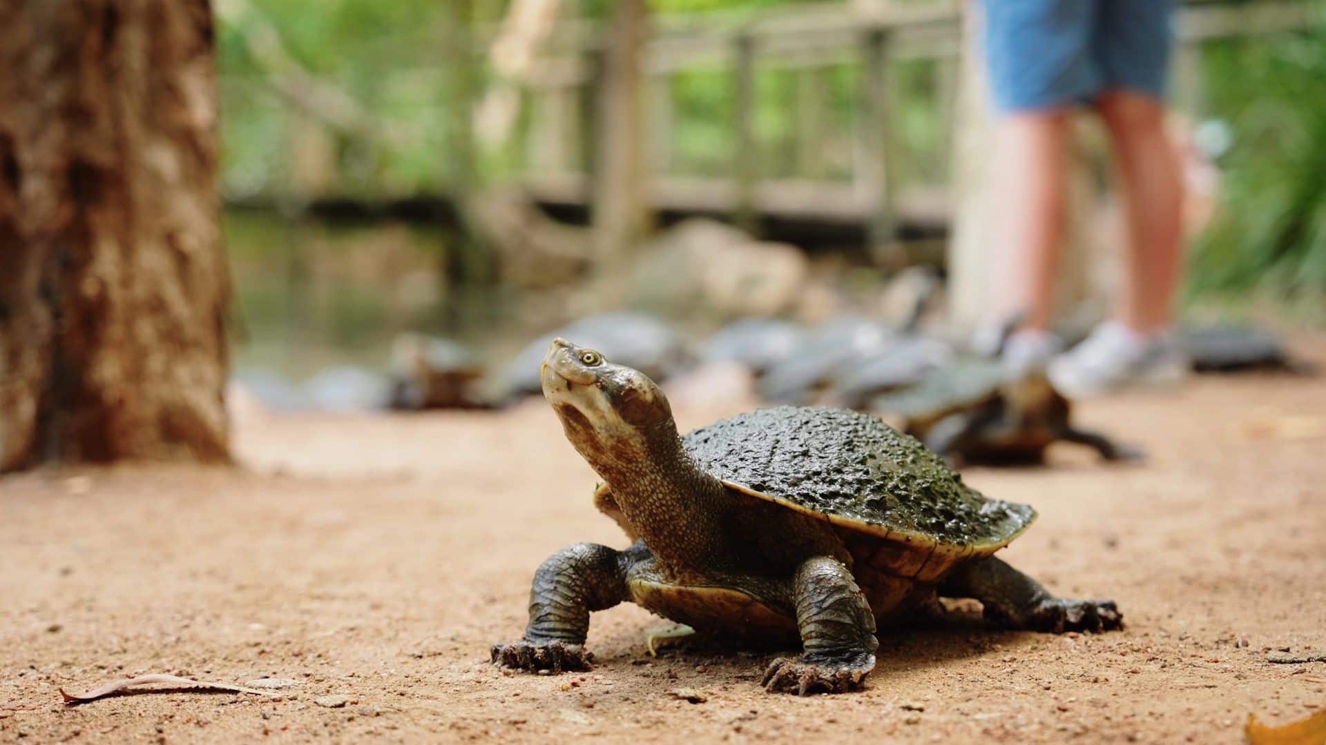 Top End Turtle Billabong