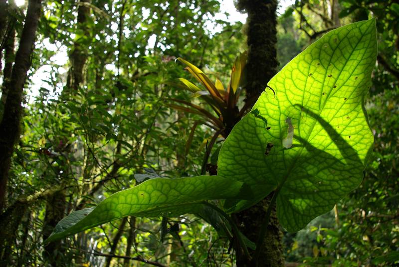Cloud Forest Corridor