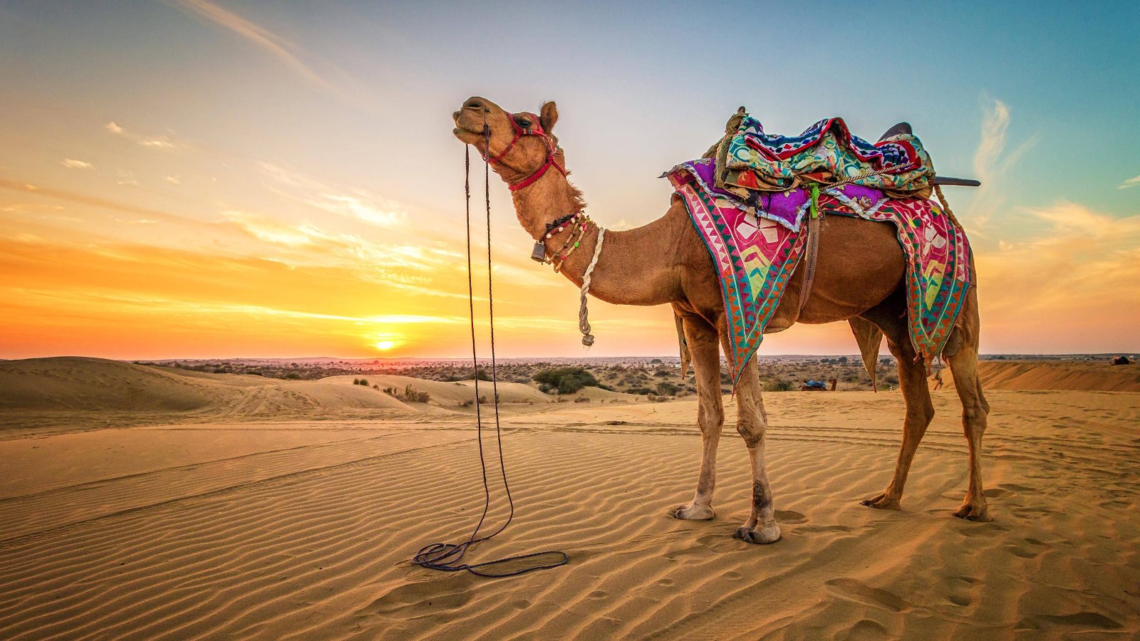 3 Day Marrakech to Merzouga Desert Tour With Luxury Camp & Camel