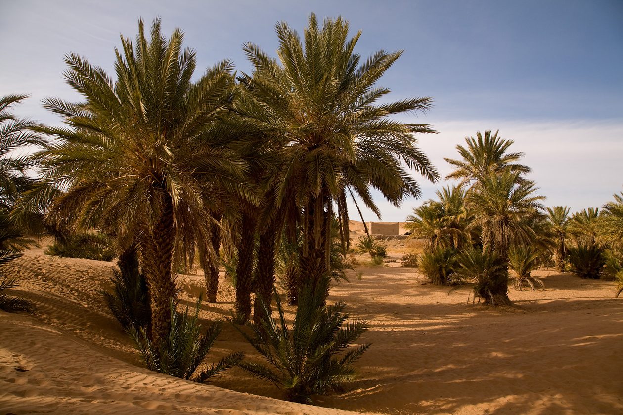 Tissardmine Oasis
