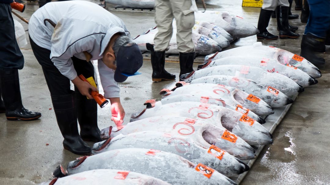 Tokyo Toyosu Tuna Auction Tour With a Local Market Expert