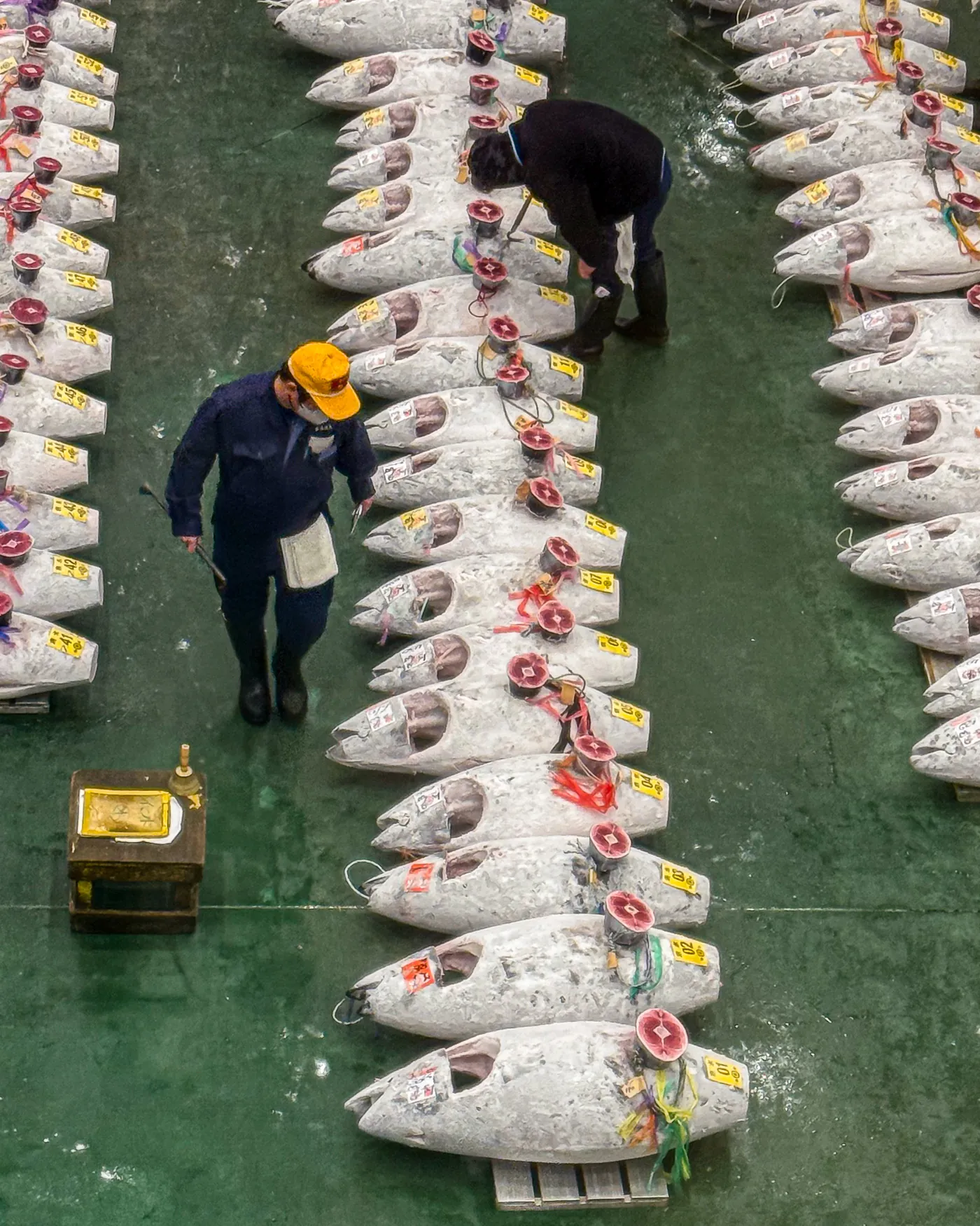 Tokyo Toyosu Tuna Auction Tour With a Local Market Expert