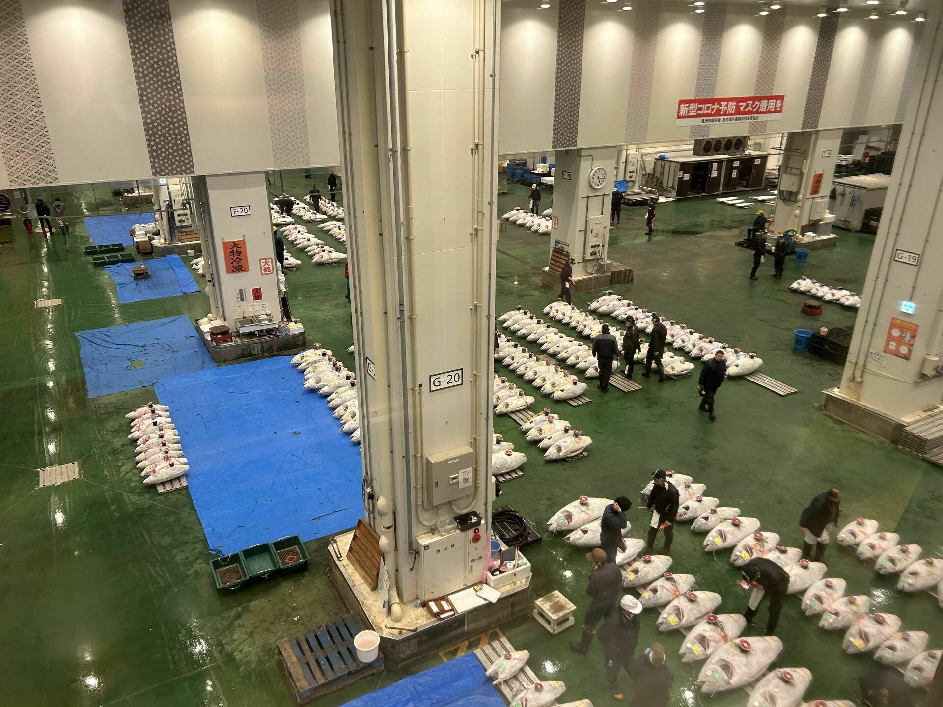 Tuna Auction Observation Windows