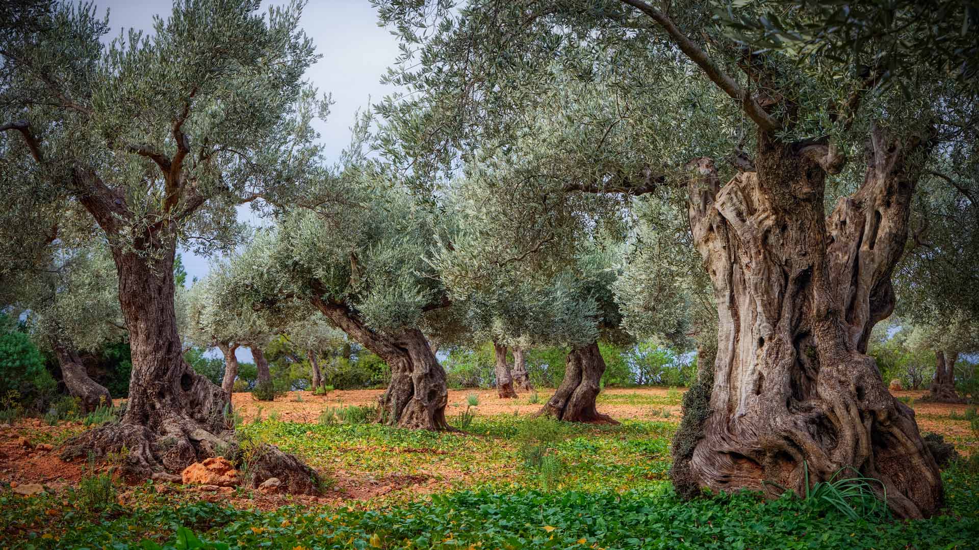 Ancient Olive Groves