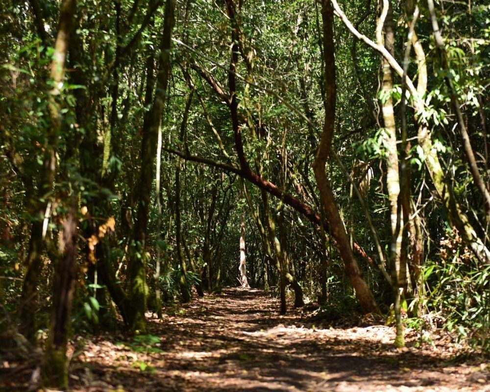 Ancient Tree Corridor