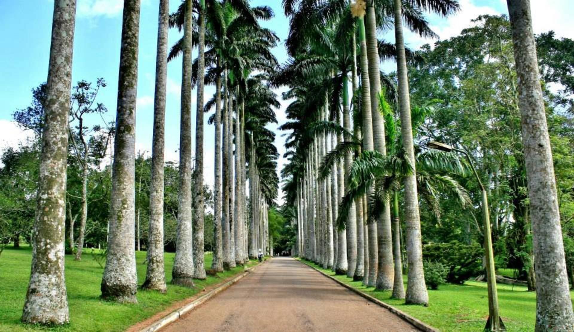 Royal Palm Avenue