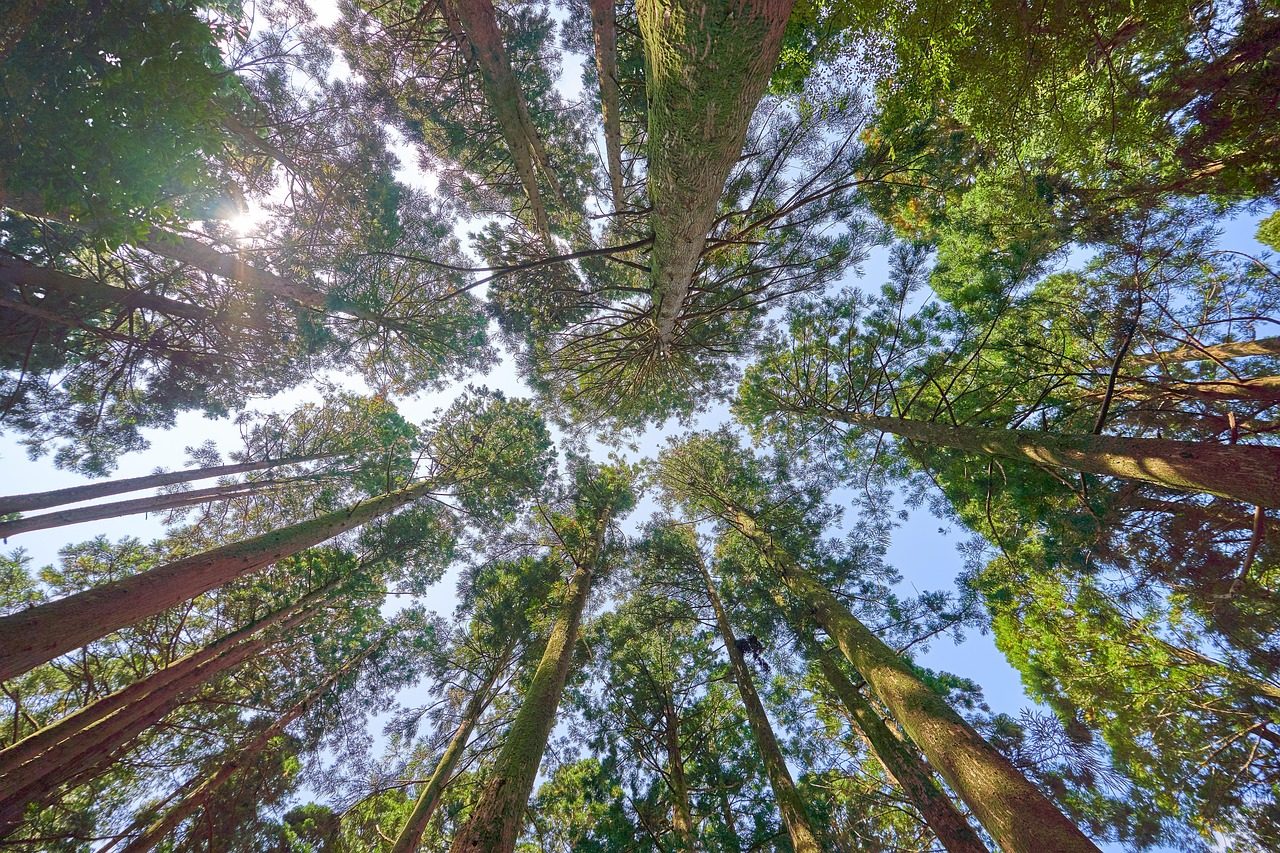 Lush Forest Canopy