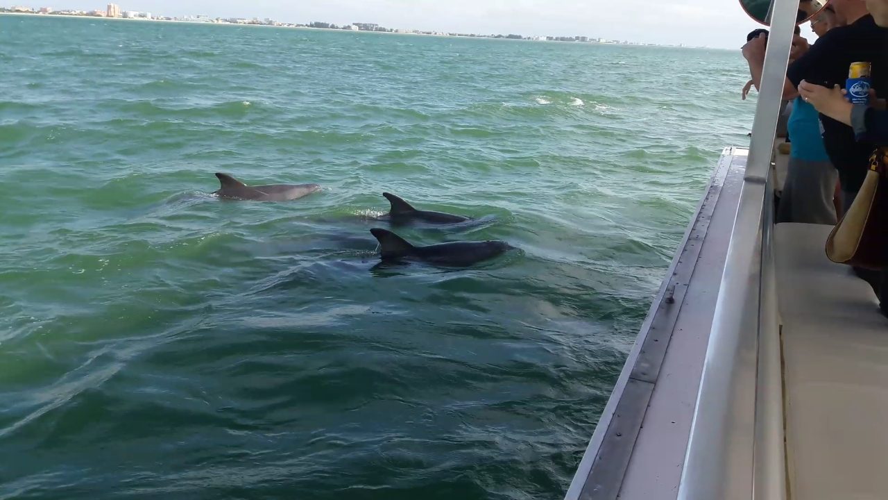 Madeira Beach Dolphin Tour