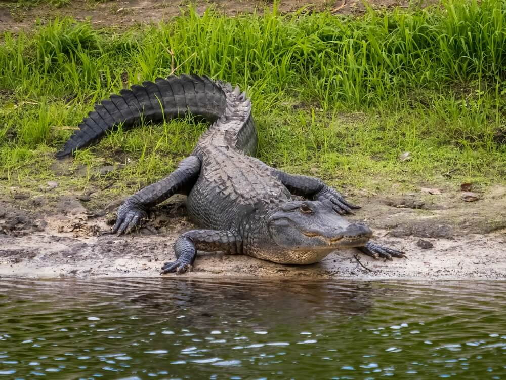 Alligator Wildlife Discovery Center