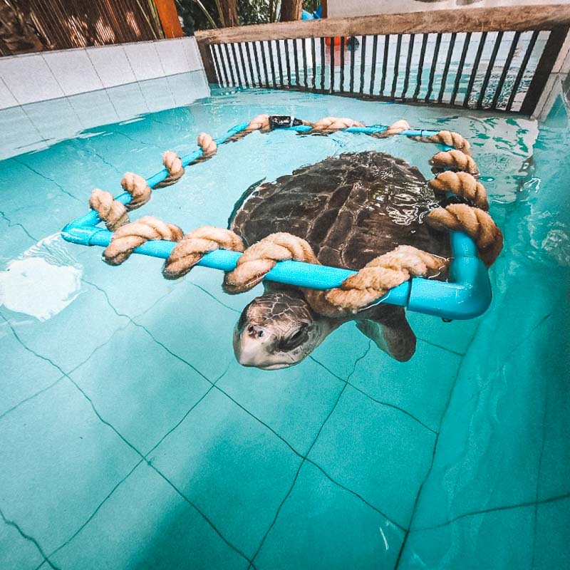 Vanuatu Turtle Sanctuary Tours