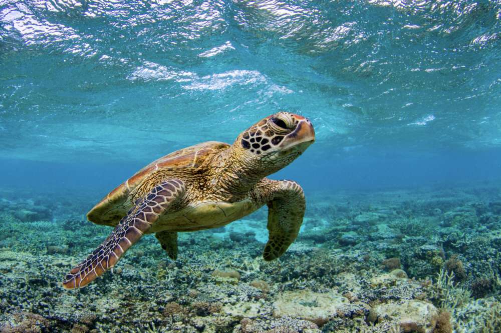 Shallow Water Encounter Zone
