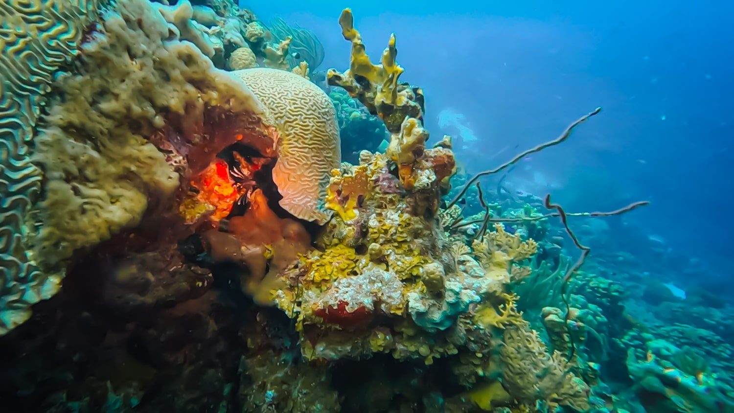 Current-Swept Coral Gardens