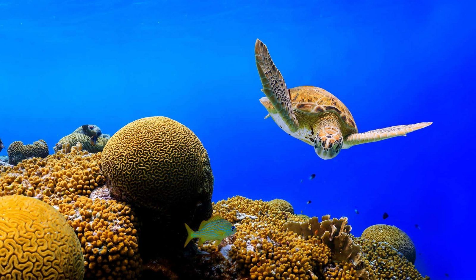 Coral Head Corridor