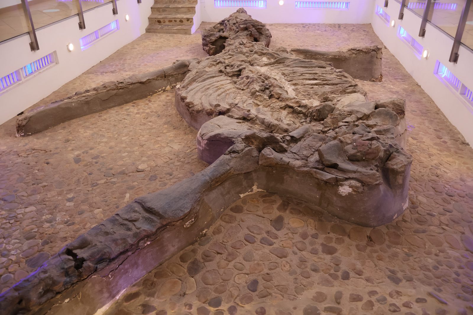 El Fósil Museum