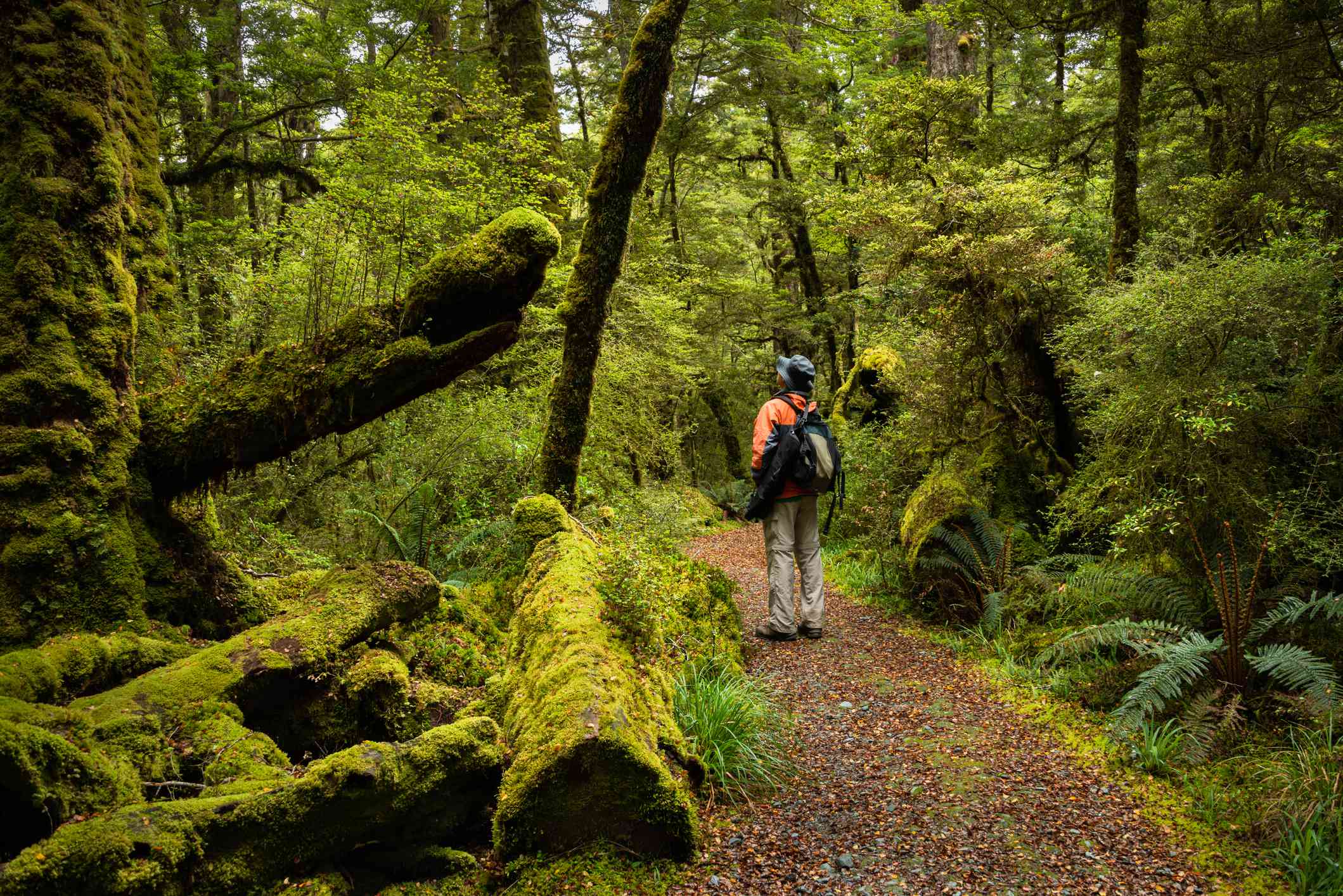 Beech Forest Trails