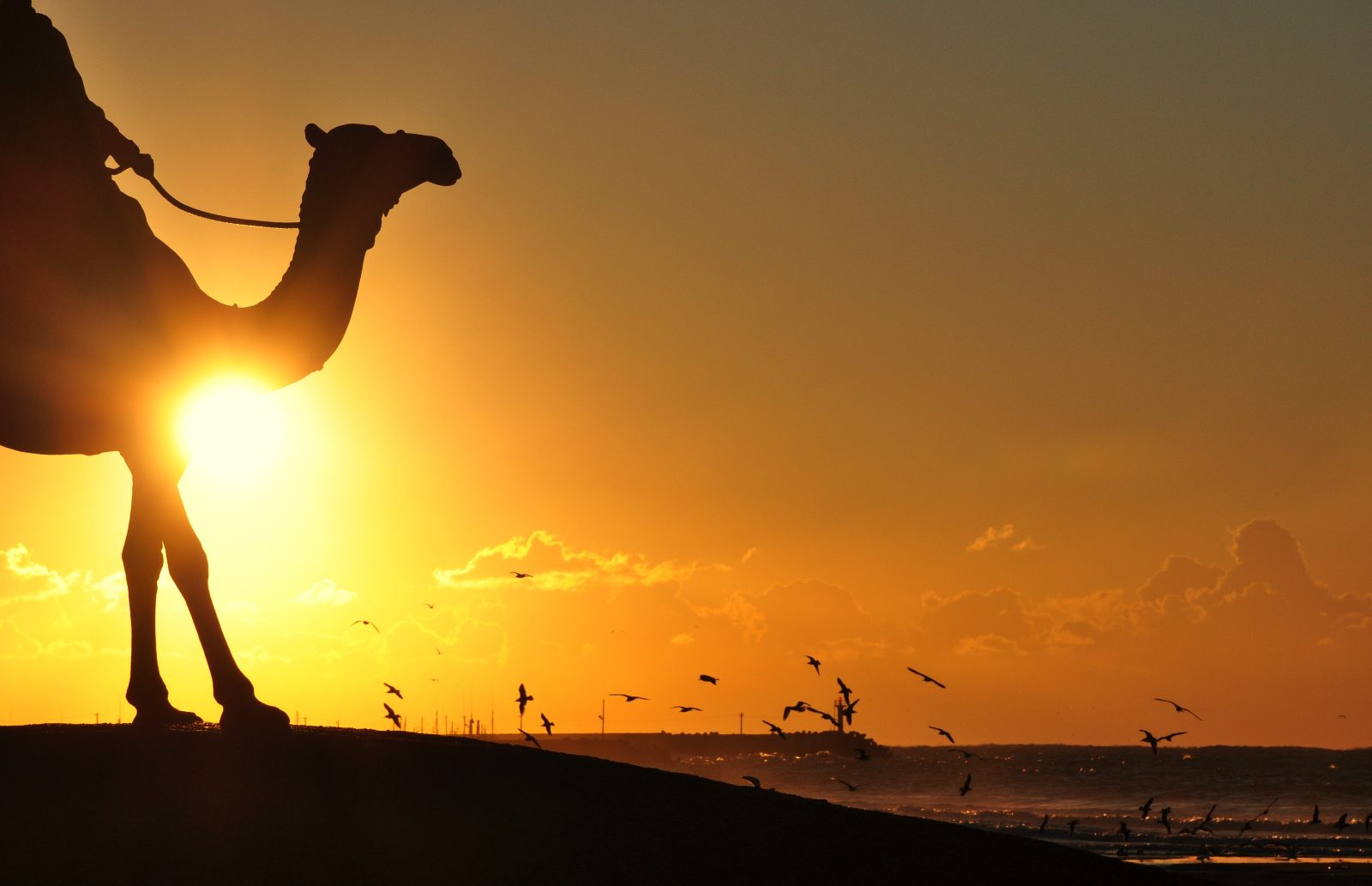 Sunset Camel Ride Darwin