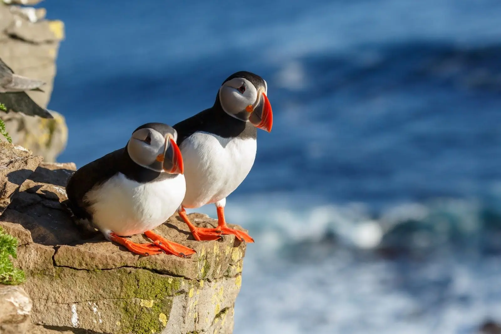 Westman Islands Rib Boat Tour