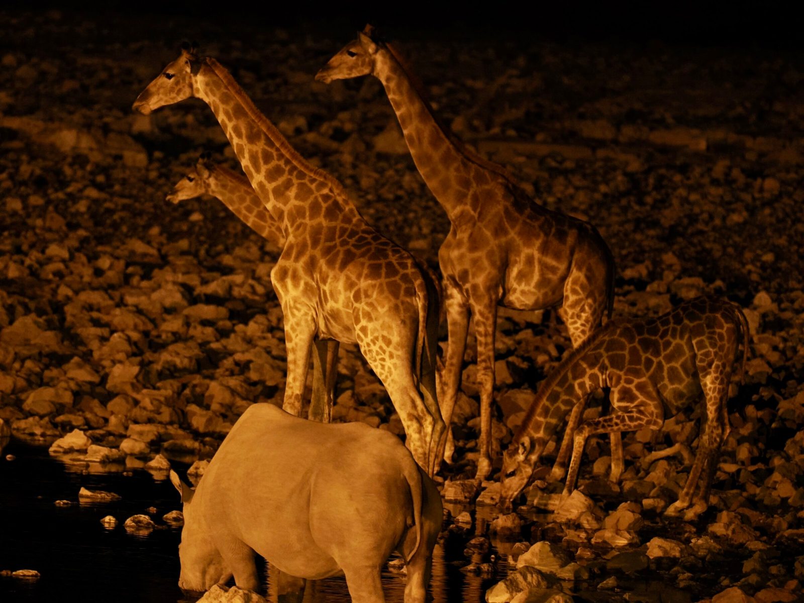 Etosha Night Game Drive