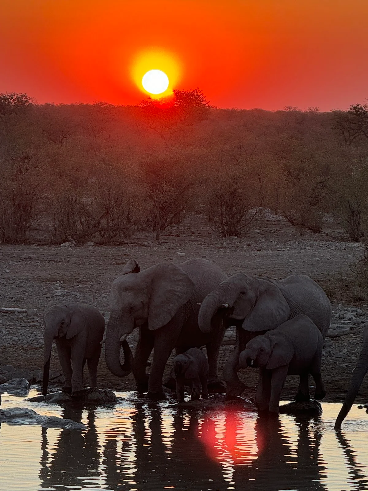 Halali Moringa Waterhole