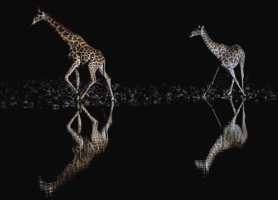 Okaukuejo Floodlit Waterhole