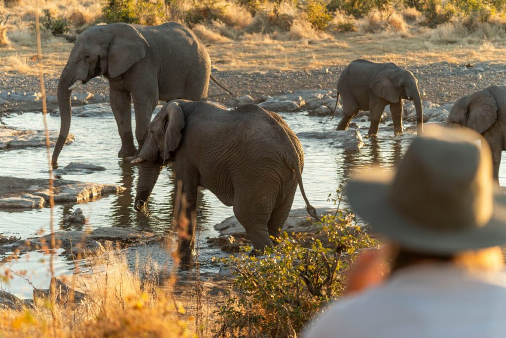 Okaukuejo Waterhole