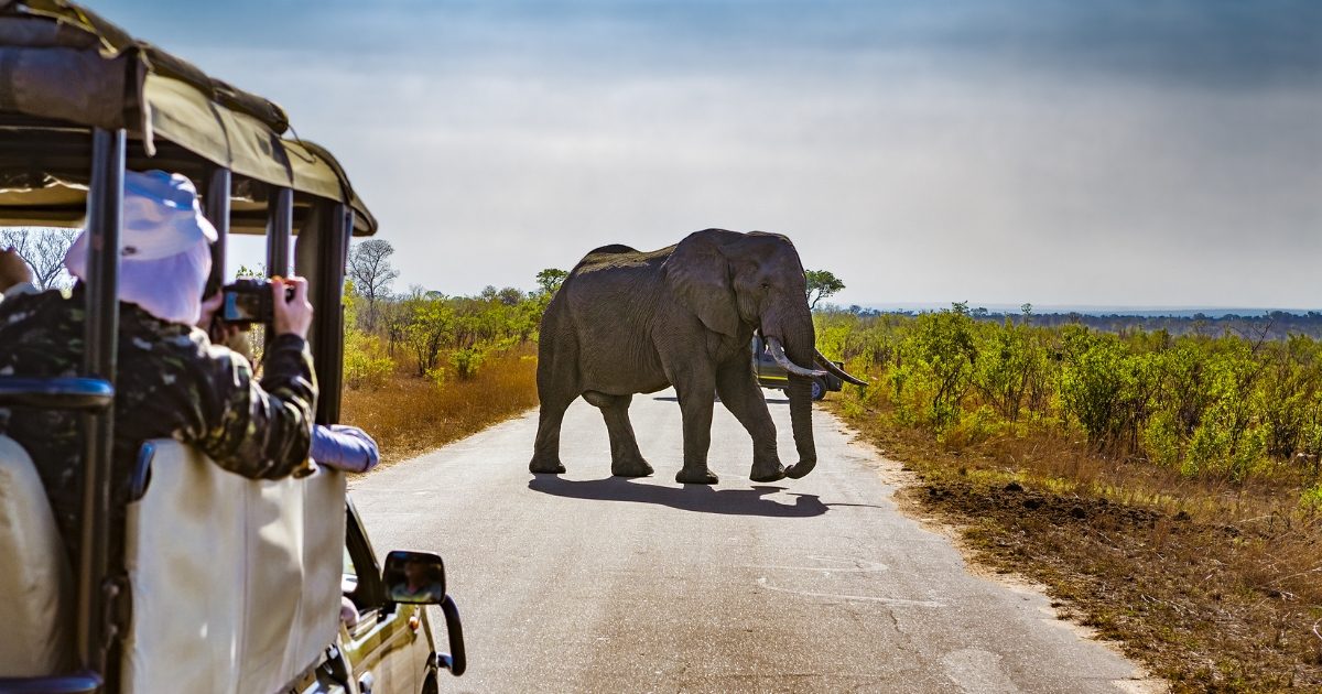 Etosha Guided Game Drive