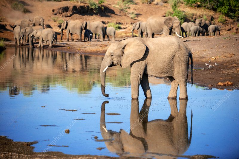 Etosha Private Game Drive